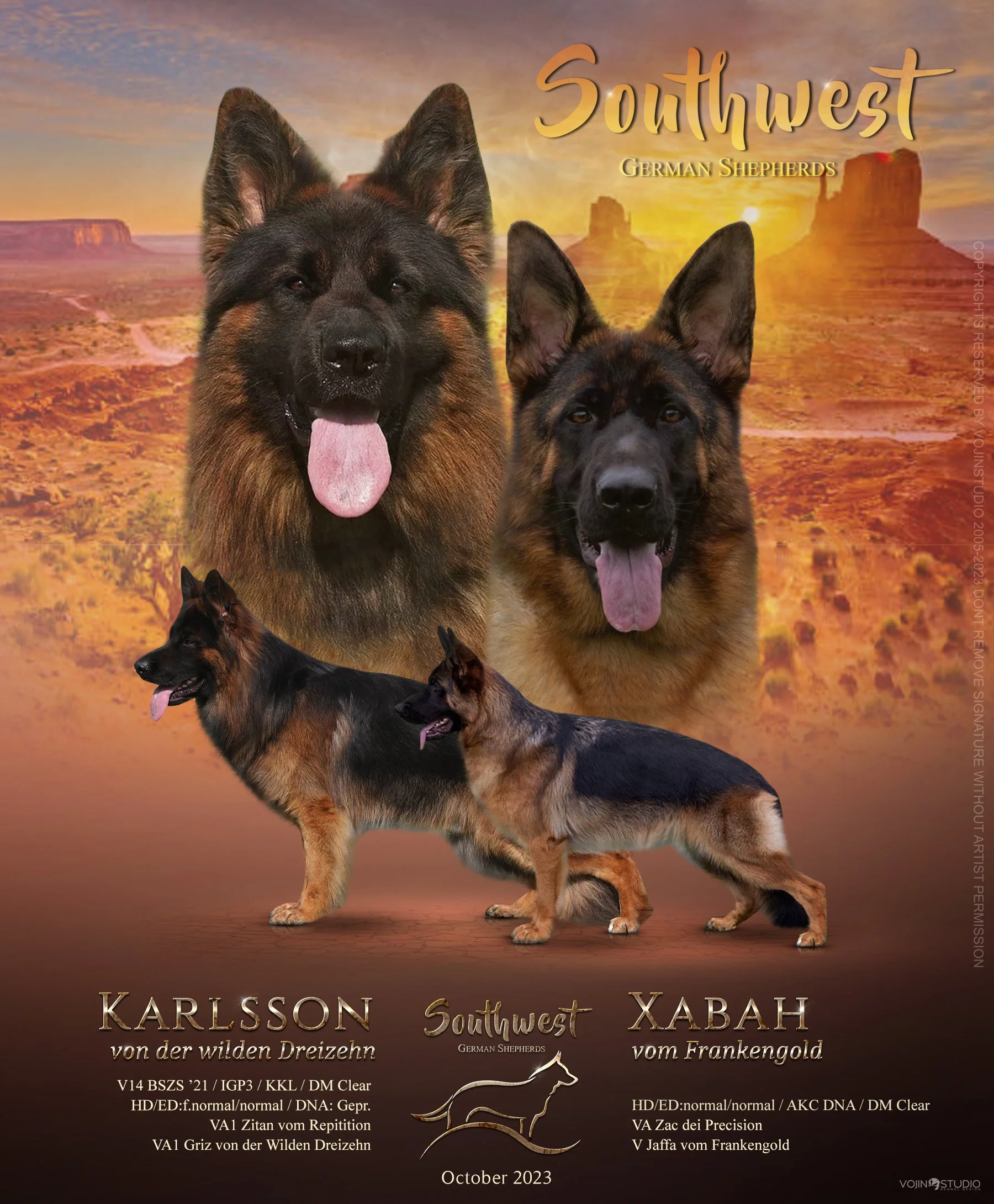 Southwest German Shepherds-Puppy Gallery (Offspring)